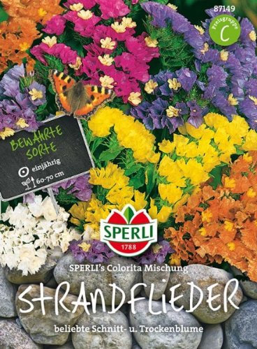 Strandflieder (Statice) Bunte Mischung