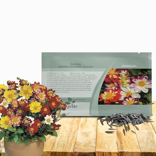 Outsidepride Dandy Mixed Dahlia Seeds for Planting - 500 Pcs Annual, Easy to Grow, Season-Long Flower Seeds with Colorful Blooms for Containers, Pots, Borders, & Gardens, Suitable as Cut Flower