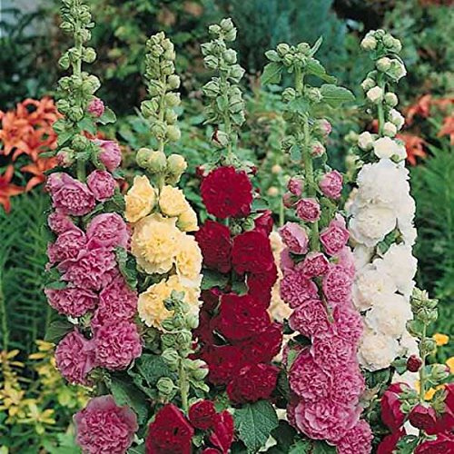 ALCEA MISCUGLIO NR.100 SEMI