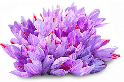 100 Bulbi di CROCO DA ZAFFERANO (Crocus sativus) circonferenza 10/+ cm DISPONIBILITA' IMMEDIATA