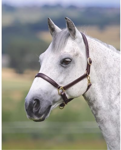 Shires Velocito Gara Ragley Lined Headcollar Hav Full
