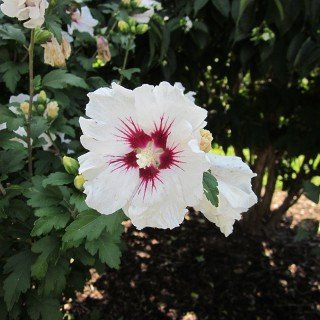 Gartenhibiskus Hibiscus syriacus Red Heart 60-80 cm winterhart | Sonniger bis halbschattiger Standort, schnittvertraeglich, ideal als Sichtschutz, blütenreich, robust