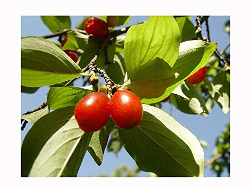 Cornelian Cherry Cornus mas, Hardy Shrub Flowers Early Spring Edible Sweet Fruits, 15-20cm Tall Starter Plant in a 7 or 8cm Pot