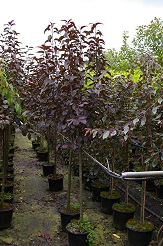 Malus Royalty Stamm - Zierapfel