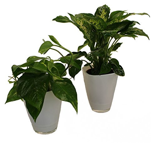 Dominik Blumen und Pflanzen, 891124 Tropic Set, Efeutute Dieffenbachia mit Dekotopf, weiß