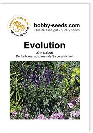 Blumensamen Evolution Salbei Portion