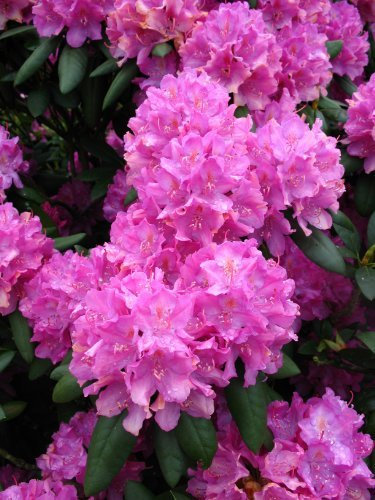 Alpenrose Rhododendron Roseum Elegans 30 cm hoch im 2 Liter Pflanzcontainer