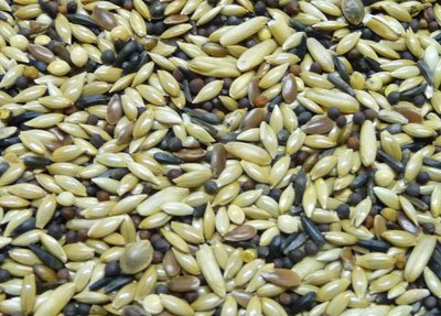 Witte Molen Kanarien ES hell (nur 10% Rübsen), 3 kg