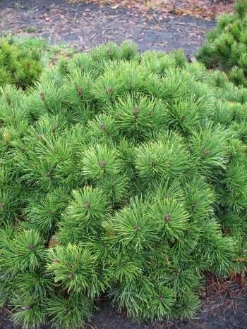 Pinus mugo var. pumilio 20–30 cm, 5 L – Winterhart, Immergrün & Pflegeleicht – Zwergkiefer – Bodendecker für Steingarten & Kübel