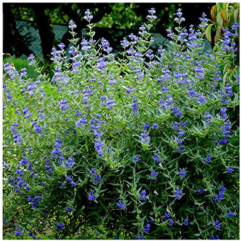 Caryopteris Clandonensis 'Heavenly Blue' / Bluebeard in a 9cm Pot 3fatpigs®