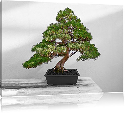 Pixxprint Bonsai Baum auf Holztisch B&W, Größe: 120x80cm, Leinwandbild, fertig gespannt, Wandbild, Dekoration, Kunstdruck, kein Poster