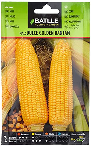 Semences horticoles de Batlle - Maïs doux Golden Bantam (10g), doré