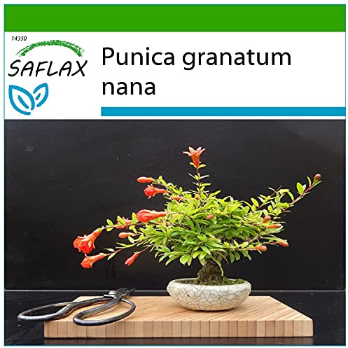 SAFLAX - Bonsai - Zwerg-Granatapfel - 50 Samen - Mit keimfreiem Anzuchtsubstrat - Punica granatum nana