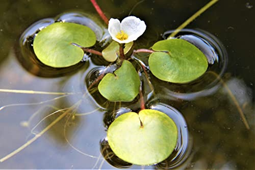 WASSERPFLANZEN WOLFF - 5 Stück Hydrocharis morsus-ranae - einheimischer Froschbiß, weiß - RARITÄT - Wasserpflanze des Jahres 2019