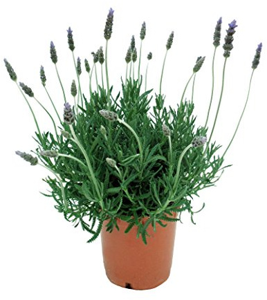 Pack 3 Lavandas Dentata Plantas Naturales En Maceta