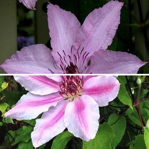 2 x Klematis klätterväxter: Clematis Hagley Hybrid & Nelly Moser - Rosa, Perenn & Härdig | 2 x 1,5 liters krukor