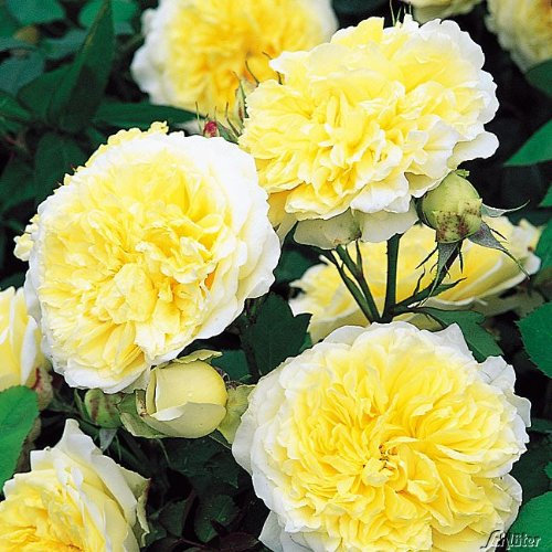 Kletterrosen in vielen Sorten und Farben (Im 5 Liter Container, The Pilgrim)