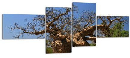 wandmotiv24 Affenbrotbaum LW145 Wandbild Variante 4 groß, 4 Teile, 200x90cm, Kunstdruck Canvas, XXL Bilder, Keilrahmenbild, fertig aufgespannt, Bild, Holzrahmen, Affenbrotbaum, Baobab, Afrika,