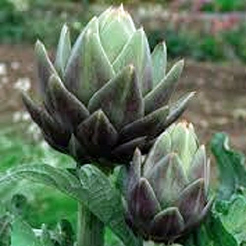 Semi di carciofo, verde Globe, biologica, Non-OGM, 25+ per ogni pacchetto, verdure sano, meglio di ogni prodotto dal negozio