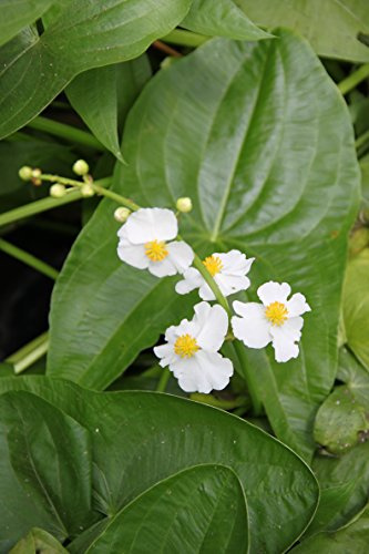 2er-Set - Sagittaria latifolia - breitblättriges Pfeilkraut, weiß - Wasserpflanzen Wolff