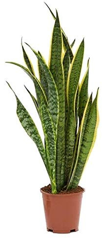 Sansevieria trifasciata Laurentii - Pflegeleichte Luftreinigende Zimmerpflanze | Bogenhanf 60-70 cm | Schlangenpflanze für Wohnung & Büro