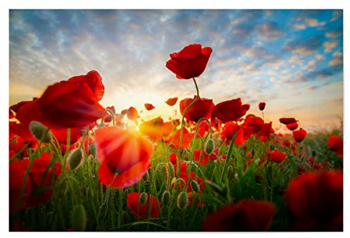 artboxONE Poster 90x60 cm Natur Poppies Sky hochwertiger Design Kunstdruck - Bild Poppies Blumenfeld blumenmeer