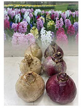 Garden Bedding Hyacinth Bulbs Mixed Colours Outdoor Fragrant Perennial (25) : - by GARTHWAITE NURSERIES®
