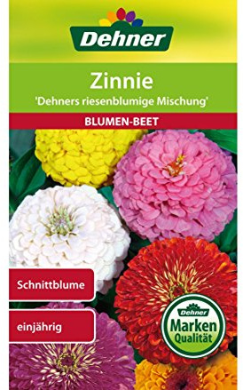 Dehner Blumen-Saatgut, Zinnie, Dehners riesenblumige Mischung, 5er Pack (5 x 2 g)