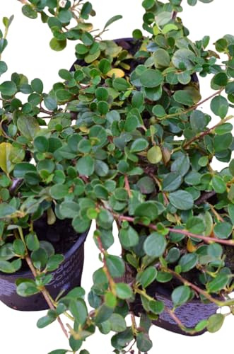 Zwergmispel Cotoneaster dammeri Streibs Findling 15-20 cm 1 VE = 10 Stck. | Immergrün, winterhart & pflegeleicht – robuster Bodendecker für Flächen, Böschungen & Beete im Garten