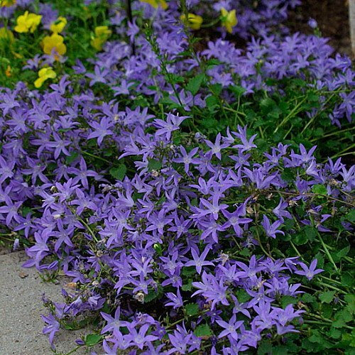 Pack x3 Campanula Poscharskyana Blue Waterfall XXL Supersize Plug Plants