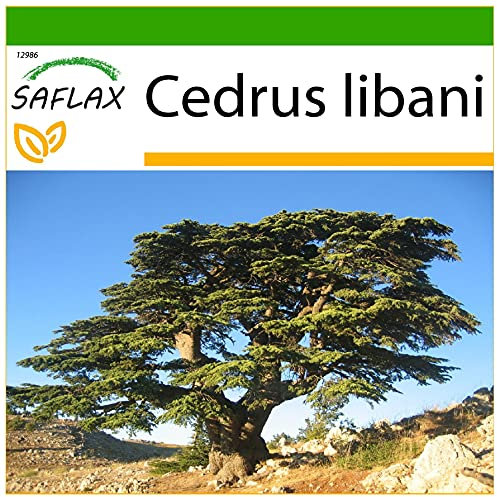 SAFLAX - Cedro libanese - 20 semi - Con substrato - Cedrus libani