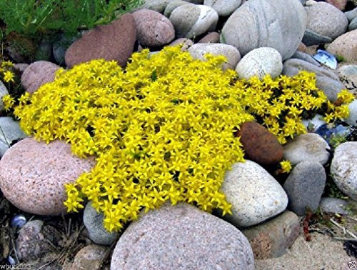 Sedum-Acre Golden Carpet, Yellow Stonecrop Ground Cover Flower Seeds- 500 Seeds