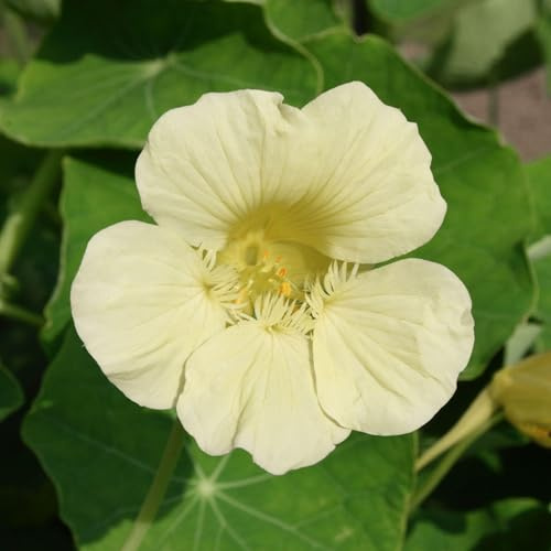 PREMIER SEEDS DIRECT - Nasturtium Seeds - TROPAEOLUM - MILKMAID (250 Seeds)