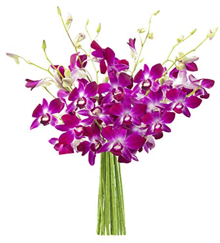 KaBloom - Bouquet of 10 Purple Orchid - Fresh Flowers for Birthday, Valentine's & Mother's Day
