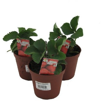 10 Erdbeerpflanzen Senga Sengana, Erdbeere, Erdbeerpflanze im 9cm Topf