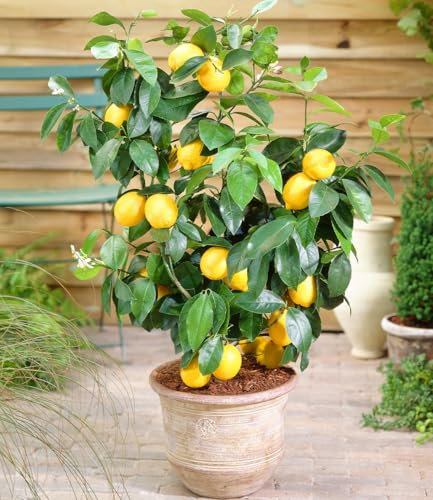 BALDUR Garten Zitronen-Bäumchen, 1 Pflanze, Citrus limon Zitruspflanze, mehrjährig - frostfrei halten, pflegeleicht, immergrün, Citrus limon, trockenresistent
