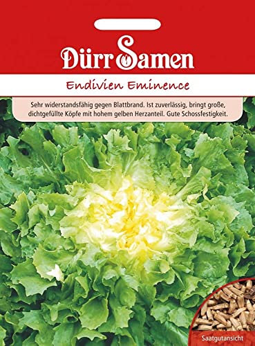 Dürr-Samen - Winter-Endivien Eminence Saatgut