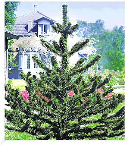 BALDUR Garten Affenschwanz-Baum, 1 Pflanze, Araucaria, Chilenische Schmucktanne, Affenbaum, Affenschaukel, Andentanne, winterhart, für Standort im Schatten geeignet