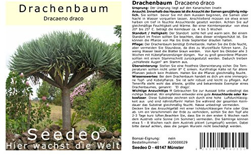 Seedeo® Drachenbaum (Dracaena draco) 6 Samen
