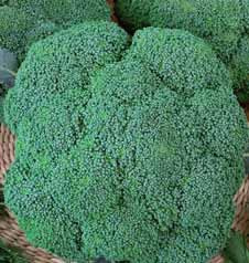 CAVOLO BROCCOLO RAMOSO CALABRESE NR.300 SEMI