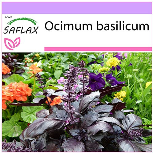 SAFLAX - Basilico rosso - 200 semi - Ocimum basilicum