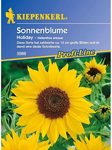 Helianthus annuus Sonnenblume Holiday gelb verzweigt