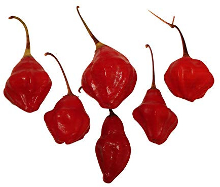 Rainforest (Glocken-Lampion-Chili) 10 Samen