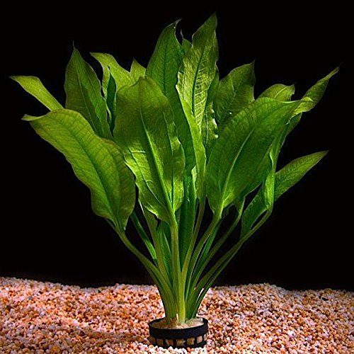 Live Aquarium Plant Echinodorus bleheri Potted