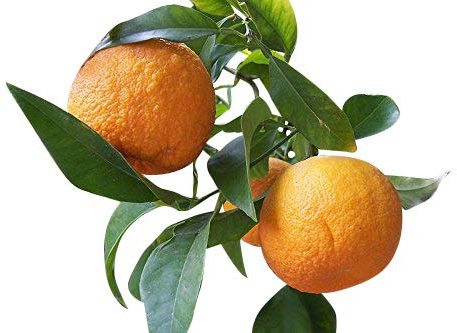 ★ ★ Winterharter Orangenbaum ★ ★ 5 Samen ''poncirus trifoliata'' -Bitterorange- ★★ -25°C ★★