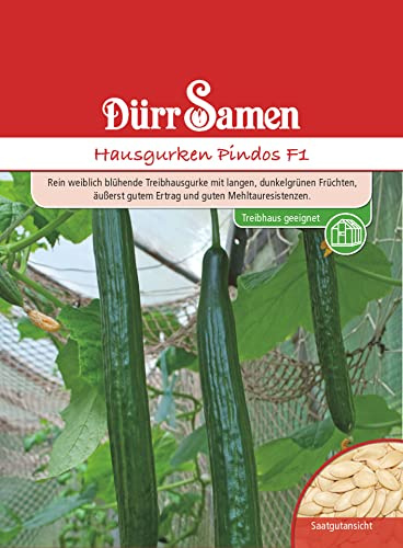 Dürr-Samen - Hausgurken Pindos F1 Saatgut