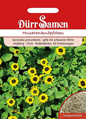 Dürr-Samen - Husarenknöpfchen gelb mit schwarzer Mitte einjährig 20 cm Saatgut