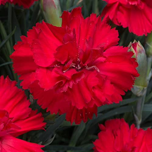 30+ Dianthus Scarlet Red Carnation Flower Seeds / Perennial