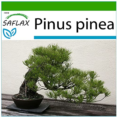 SAFLAX - Pinos piñoneros - 6 semillas - Con sustrato estéril para cultivo - Pinus pinea