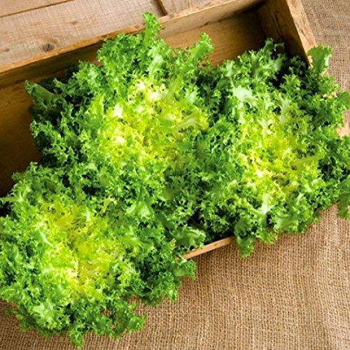 Endive Green Curled Ruffec Seeds